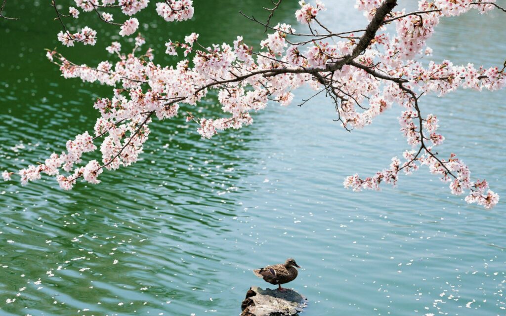 Tranquil Lake Scene: Duck on Rock with Sakura Blossoms Background Wallpaper