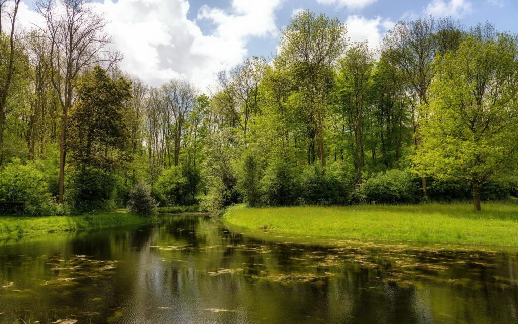 Tranquil lake with calm water reflecting green trees grassy shore and floating algae wallpaper background