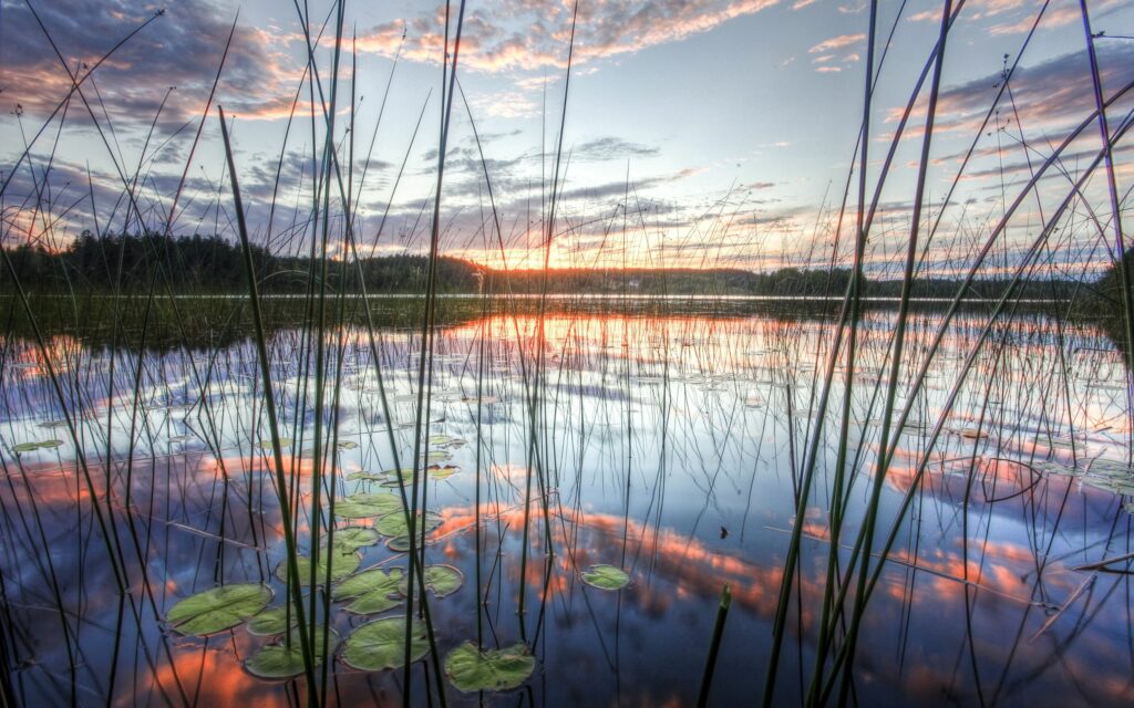 Tranquil lake with tall reeds and water lilies reflecting vibrant sunset sky and clouds Wallpaper