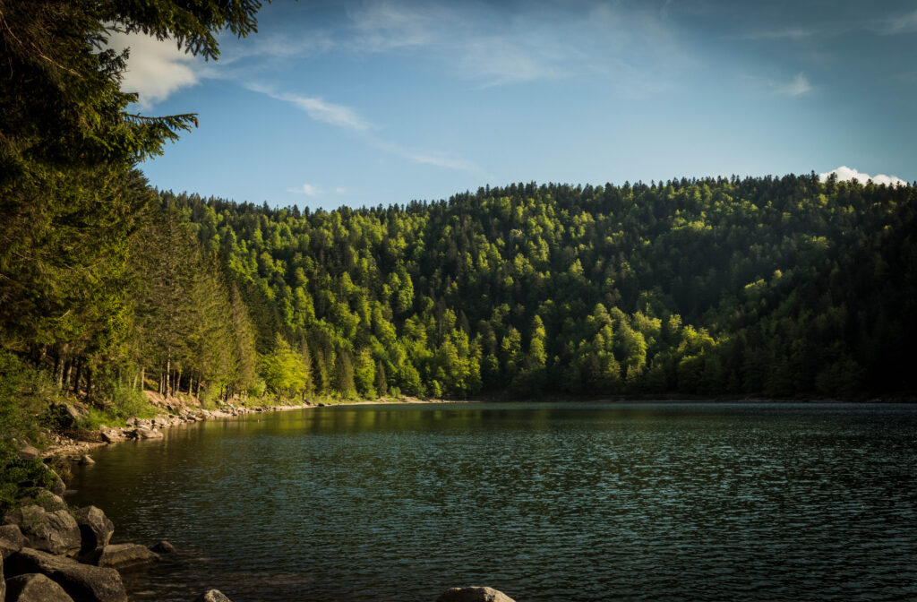 Tranquil lakeshore with dense green forest reflecting in calm water under soft sunlight wallpaper