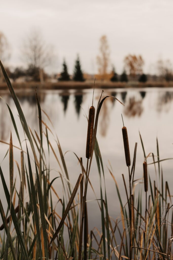 Tranquil lakeside wallpaper with tall reeds calm water and autumn trees reflecting softly