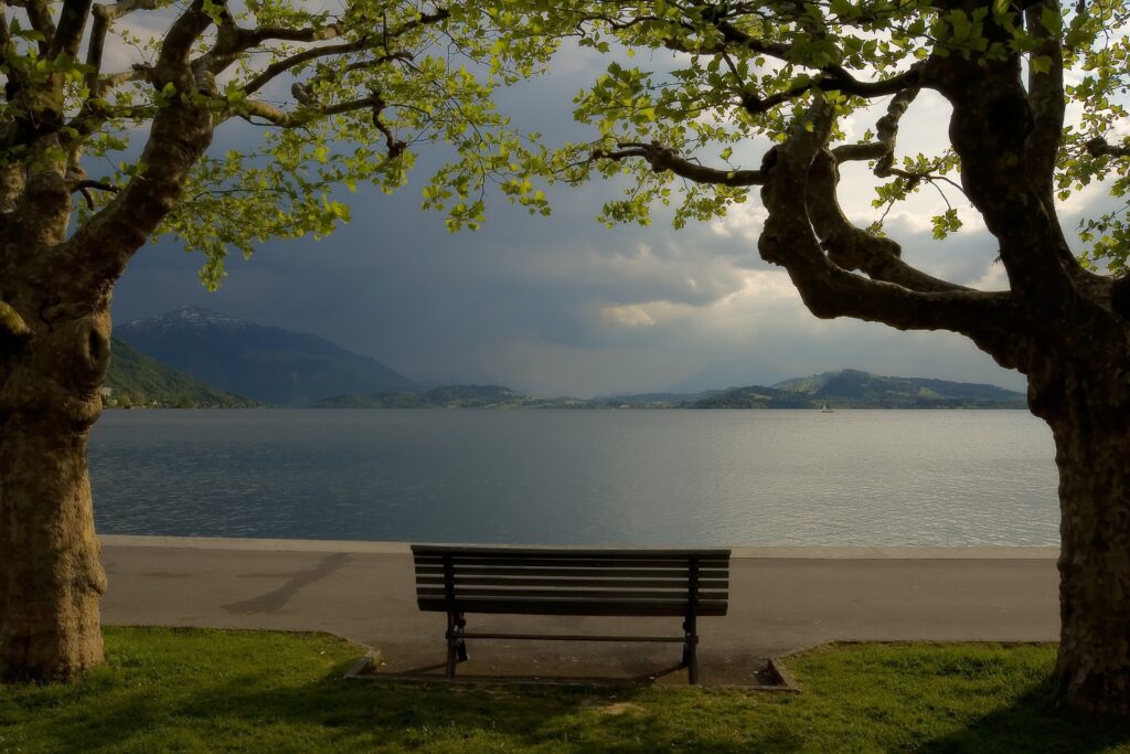 Tranquil lakeside wallpaper with solitary bench between trees overlooking calm water horizon