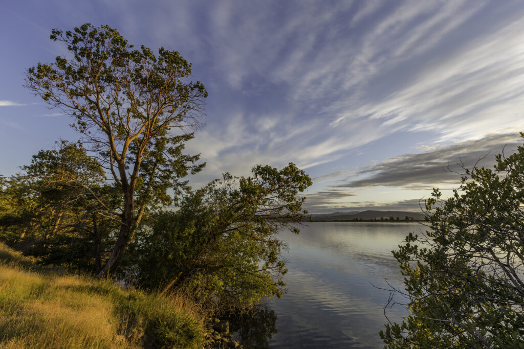 Serene lakeside wallpaper with sunlit branches calm water and soft clouds in natural colors