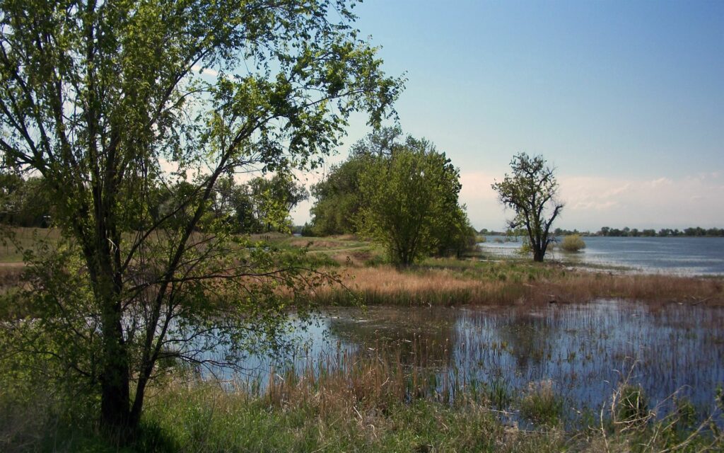Peaceful lakeside with lush green trees tall grasses calm water reflecting nature serene wallpaper background