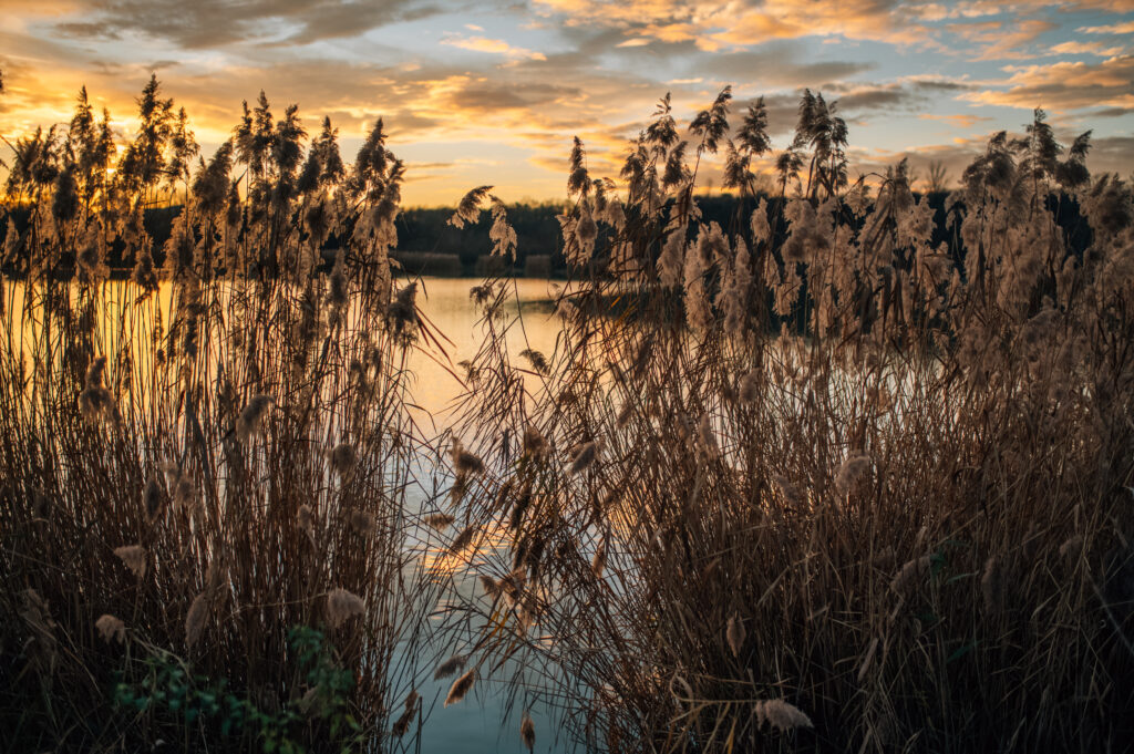 Tranquil lakeside at sunset with golden reeds calm water and dramatic cloud patterns wallpaper background