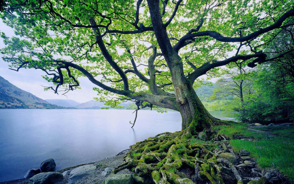 Tranquil Lakeside Wallpaper: Moss-Covered Tree & Serene Waters