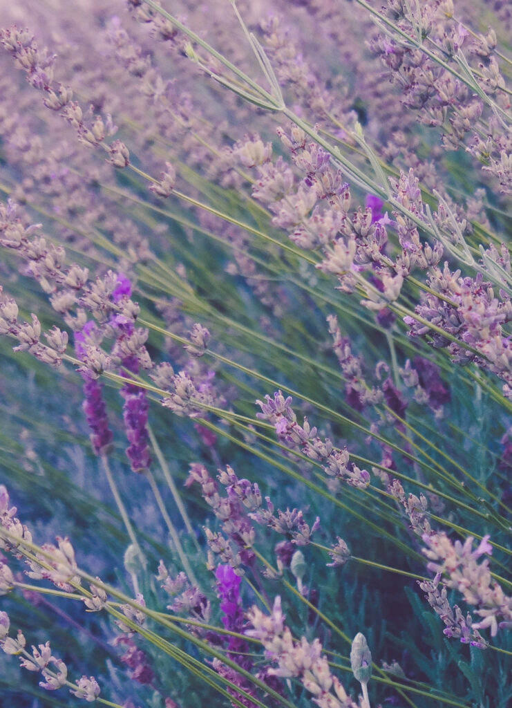 Tranquil Lavender Field Wallpaper: Serene iPhone Background