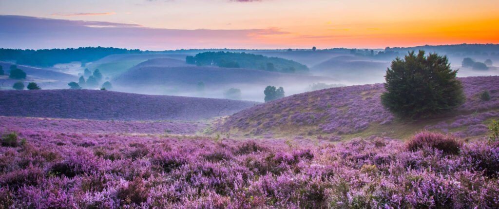 Serene Lavender Field Wallpaper: Tranquil Landscape & Misty Hills