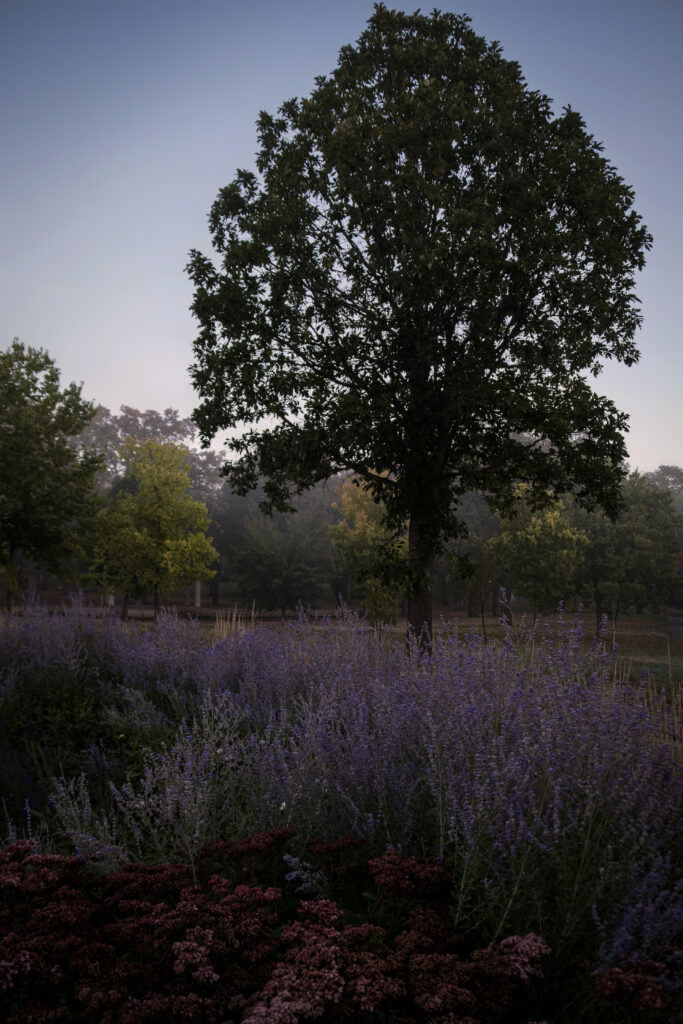 Tranquil lavender field with tall tree and lush greenery in soft misty natural landscape wallpaper