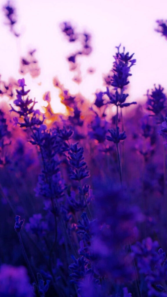Serene Lavender Field at Sunset - Dreamy Purple Landscape Background Wallpaper