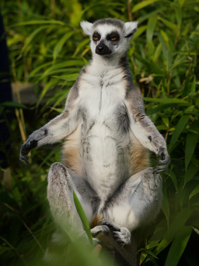 Tranquil Lemur Wallpaper: Meditative Nature Scene