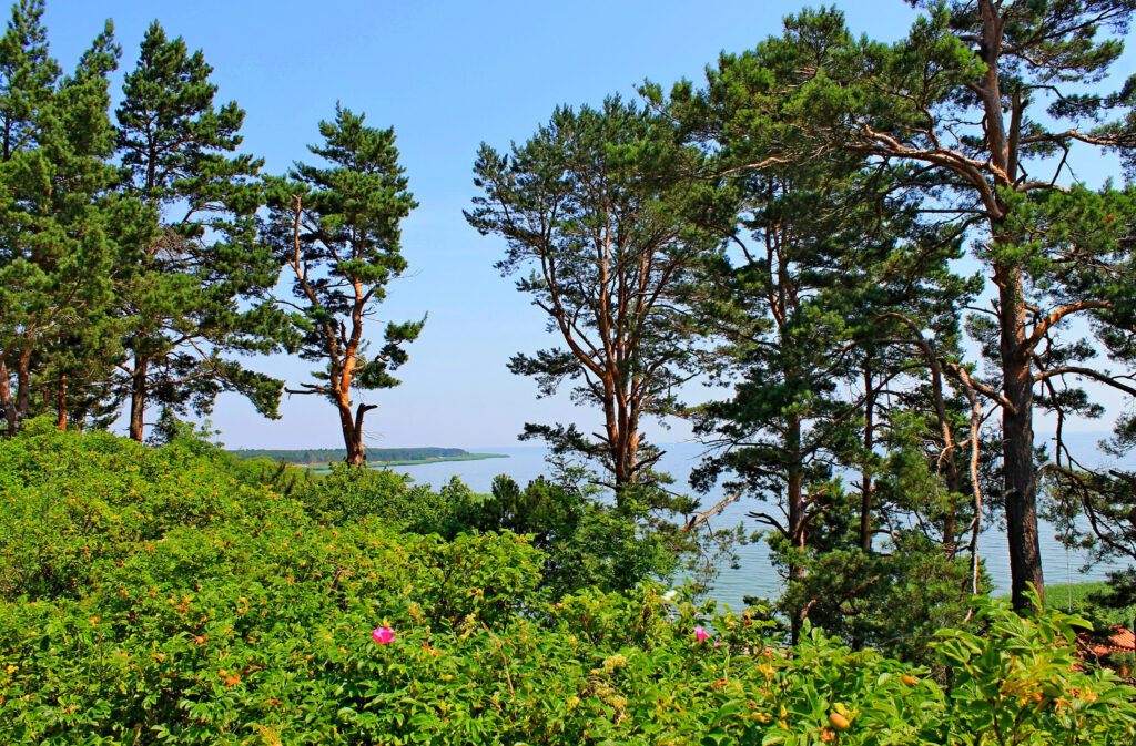Scenic Lithuania wallpaper with tall pine trees hilltop lush green bushes and calm blue sea view