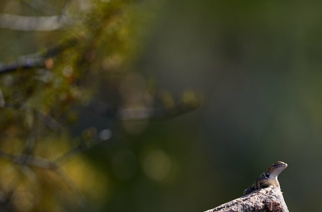 Tranquil Lizard Wallpaper: Nature’s Serenity with Blurred Foliage