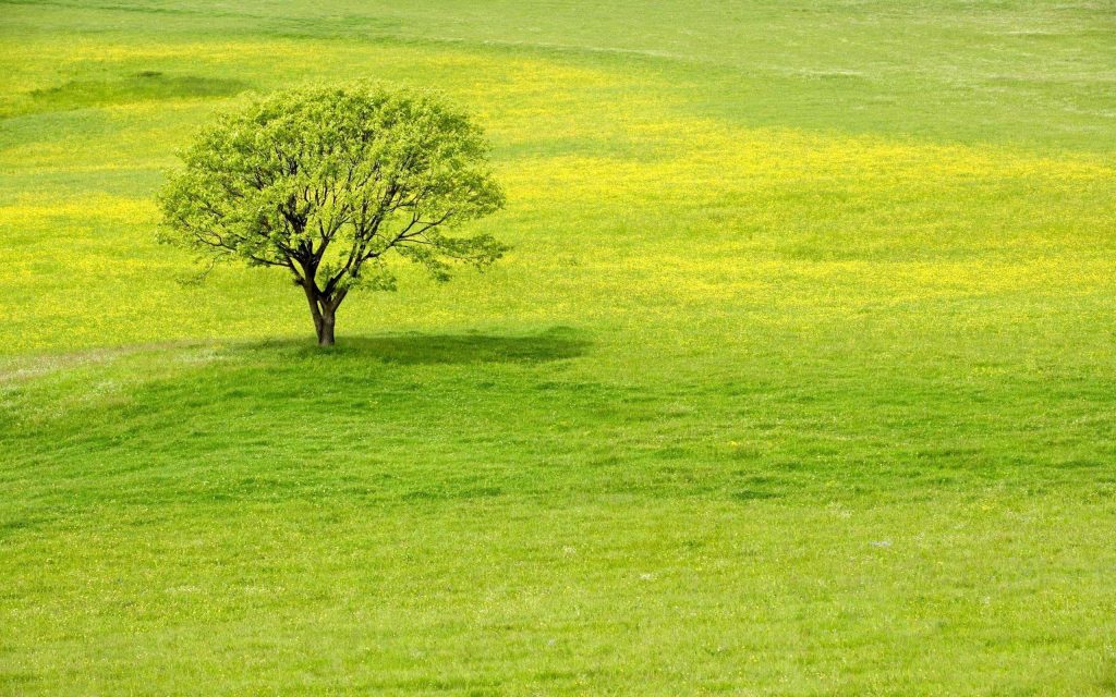 Lone tree in green meadow with yellow wildflowers under soft daylight serene spring landscape Wallpaper
