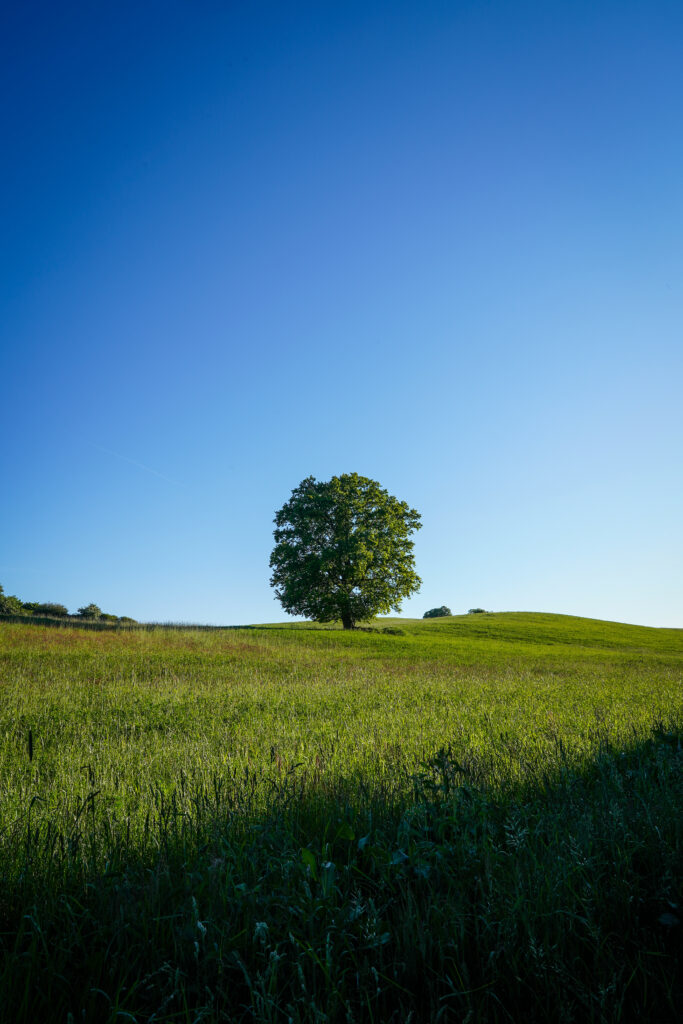 Lone tree in vibrant green field under clear blue sky peaceful nature wallpaper background