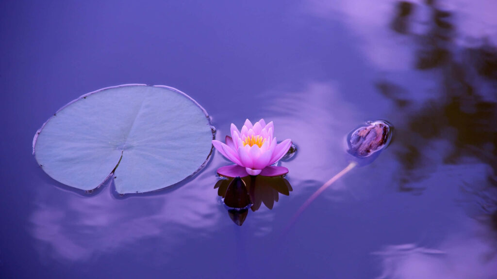 Serene Lotus Flower on Calm Waters - Tranquil Purple Ambiance Wallpaper