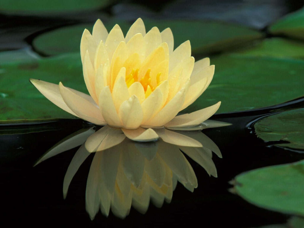 Tranquil Lotus Flower Wallpaper with Serene Yellow Petals