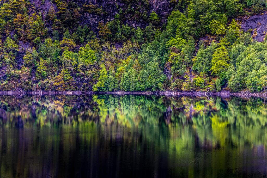 Lush green forest with detailed reflections on calm lake water tranquil nature wallpaper background