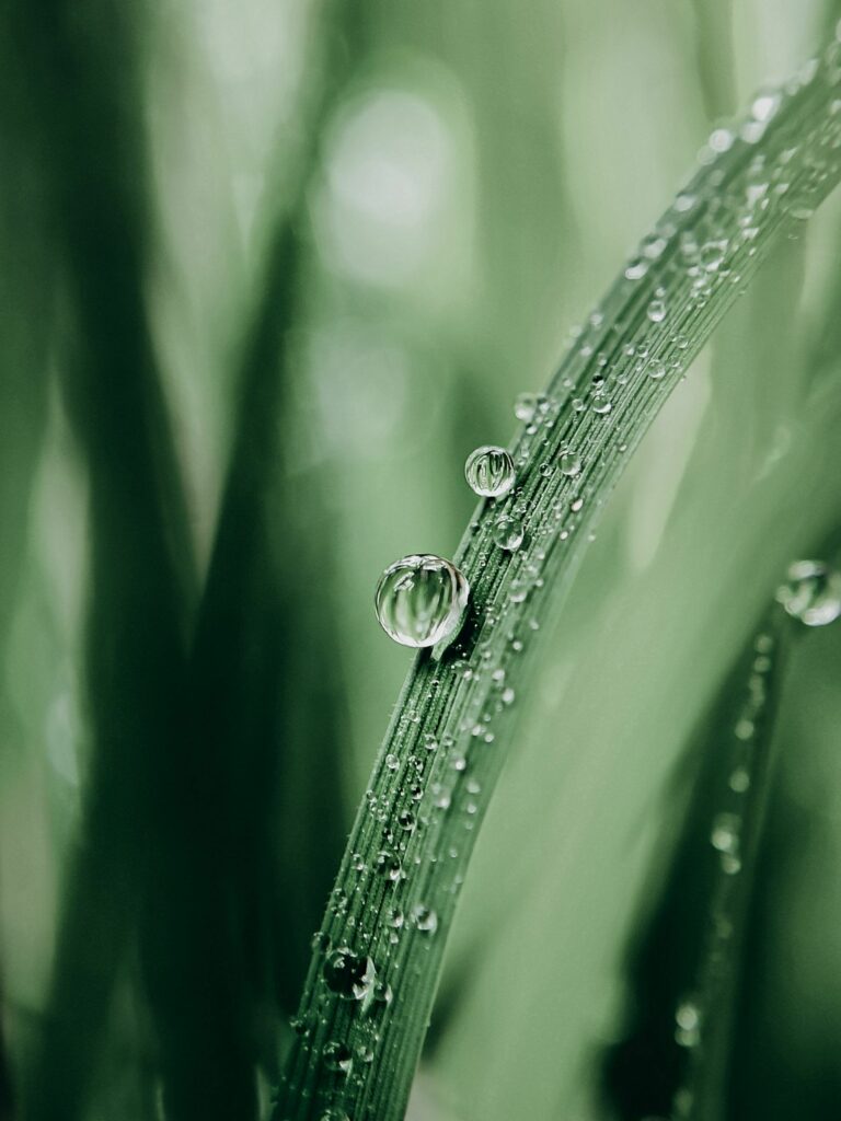 Serene Macro Grass Blades with Dewdrops - Tranquil Wallpaper Background