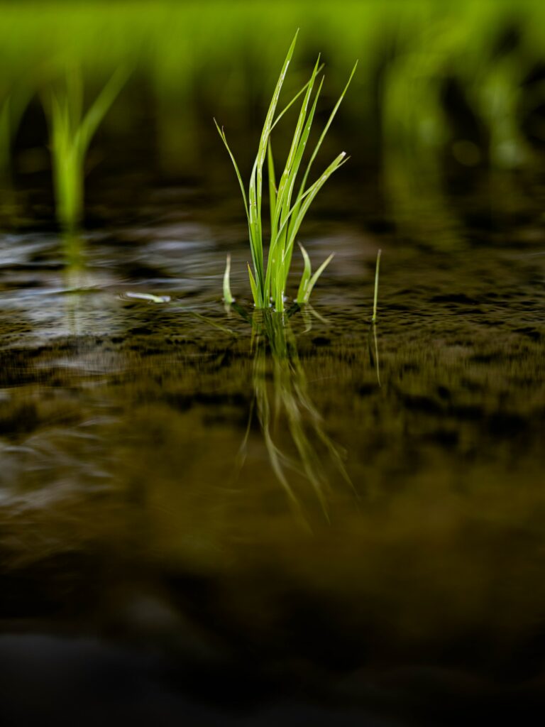 Serene Macro Shot: Fresh Green Grass in Tranquil Water Puddle Wallpaper