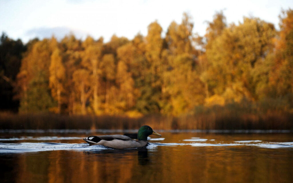 Tranquil Mallard Duck Wallpaper: Autumn Lake Reflection Background