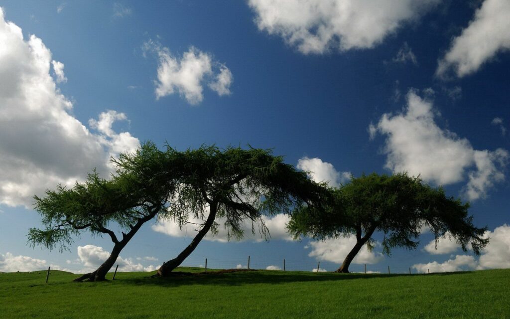 Serene meadow with three tilted trees on slope under blue sky with fluffy clouds wallpaper background