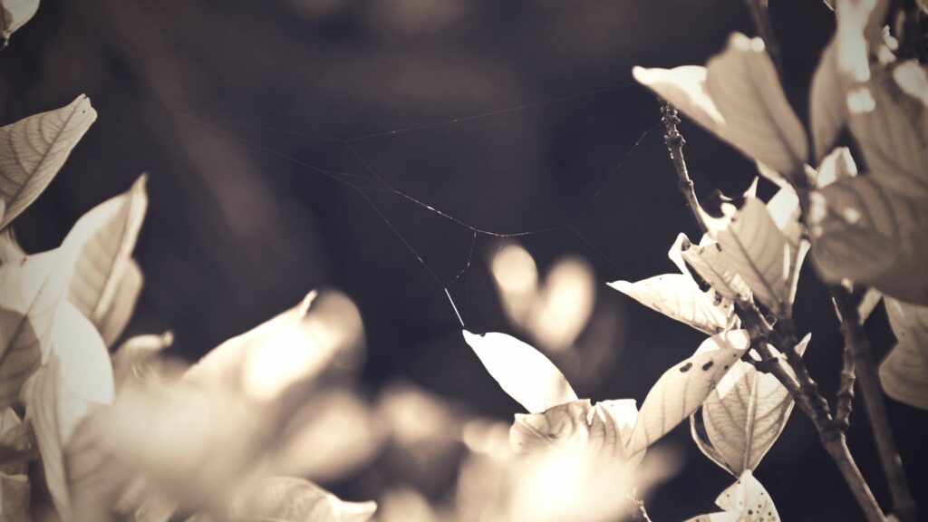 Tranquil Wallpaper: Delicate Web and Warm Light on Dry Leaves