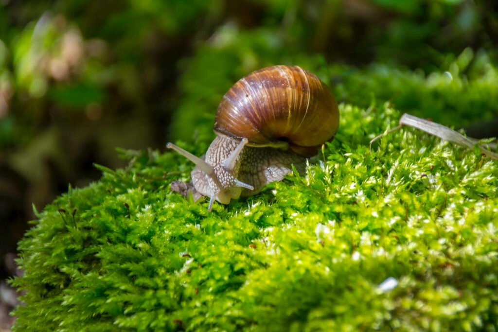 The Sunbathing Snail: Nature's Slow Delight amidst Lush Greenery Wallpaper