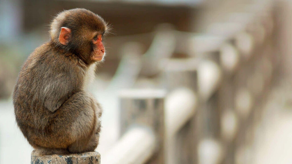 Contemplative Monkey Wallpaper: Tranquil Background & Introspection