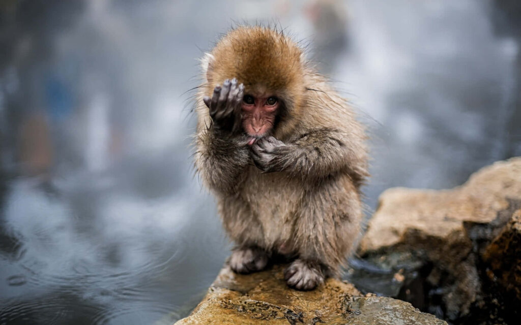Serene Monkey Gazing at Misty Water Among Tranquil Rocks Wallpaper
