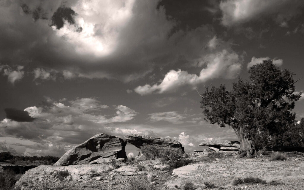 Serene Monochrome Forest Wallpaper: Tranquil Tree & Dramatic Sky