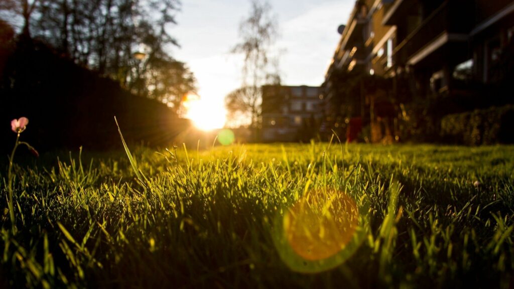 Sunrise over lush green lawn with soft sunlight and lens flares creating a serene morning Wallpaper