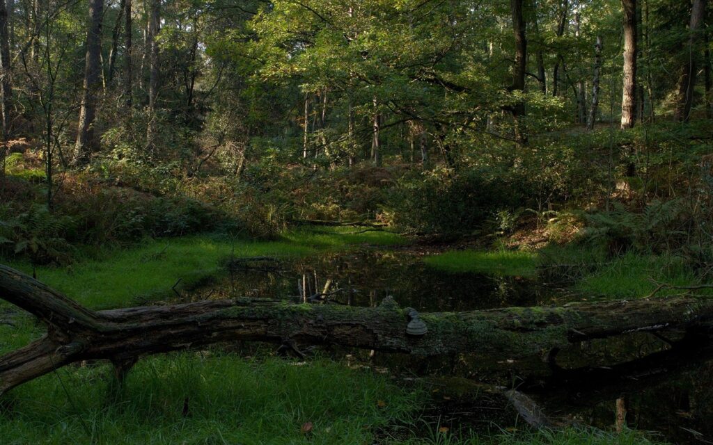 Tranquil forest with mossy fallen tree over calm lake surrounded by lush greenery and sunlight Wallpaper