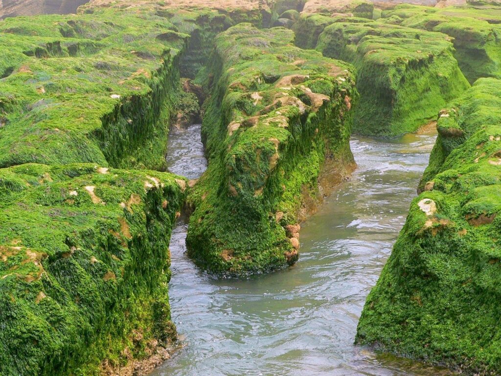 Moss-covered rocks and clear flowing river in lush green natural landscape wallpaper background