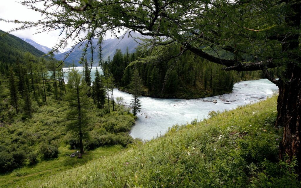 Tranquil mountain river flowing through lush forest with tall trees and vibrant green undergrowth Wallpaper