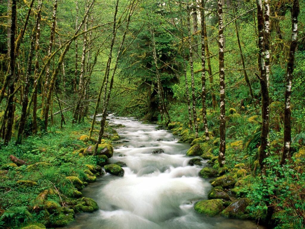 Lush green forest with flowing mountain river moss-covered rocks and tall trees by the bank Wallpaper
