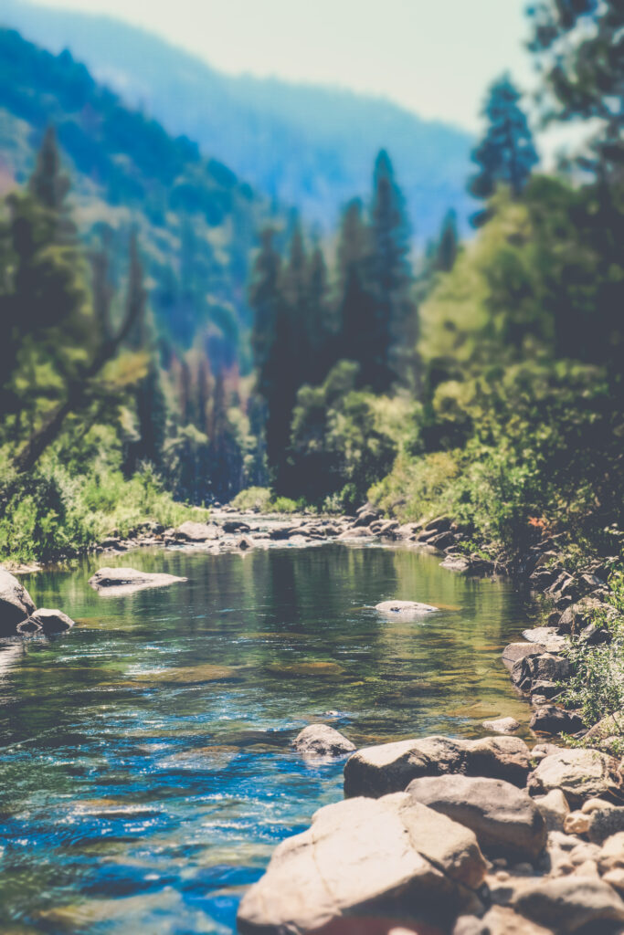 Tranquil mountain stream flowing through lush green forest with clear water and pine trees Wallpaper