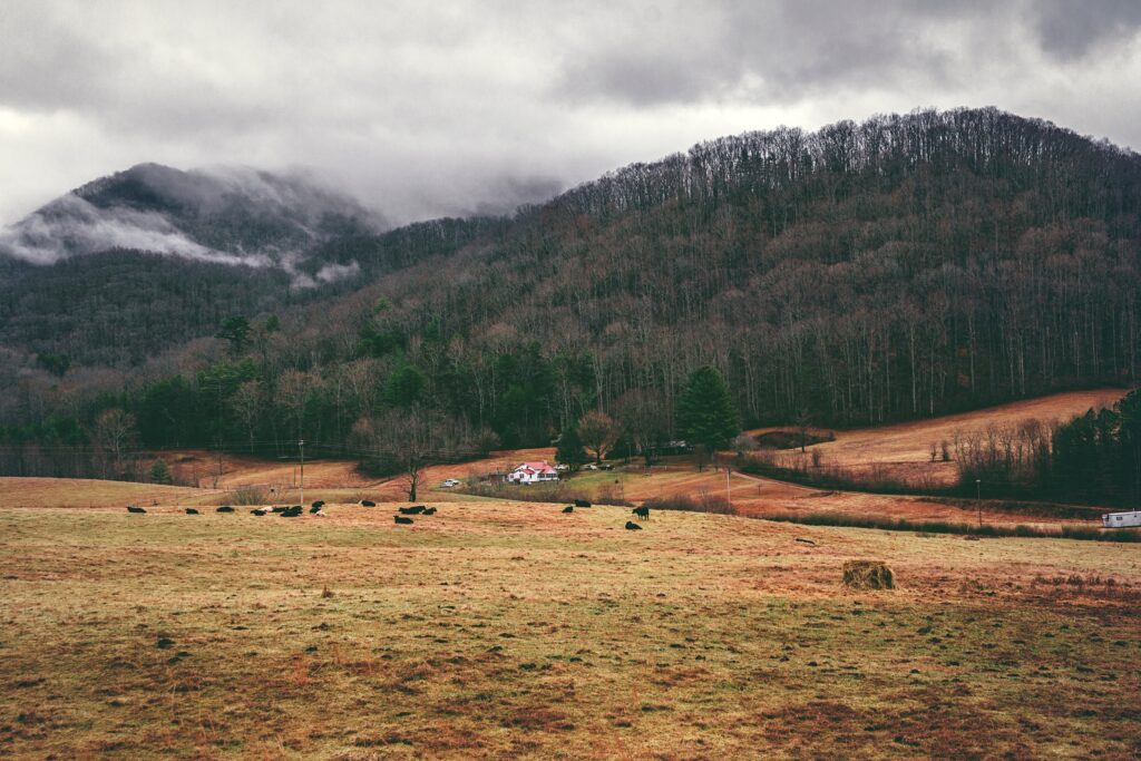 Serene valley with rolling mountains foggy treetops golden grass rustic countryside home wallpaper background