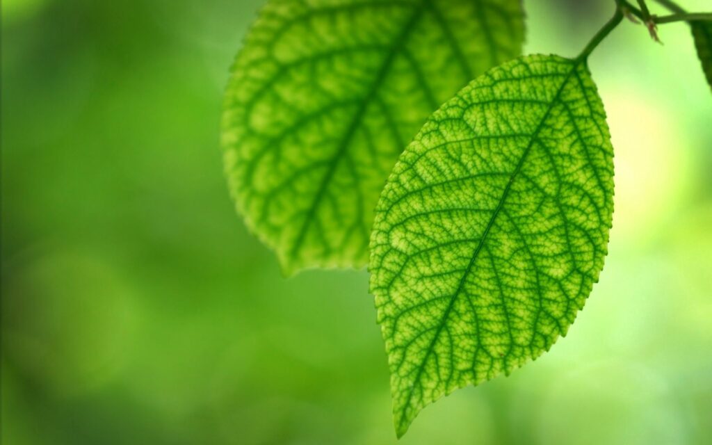 Fresh Nature-Inspired Wallpaper: Vibrant Green Leaves & Soft Background