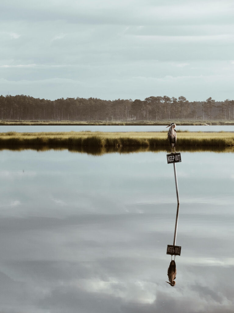 Tranquil Bird on Signpost: Serene Nature Wallpaper Background