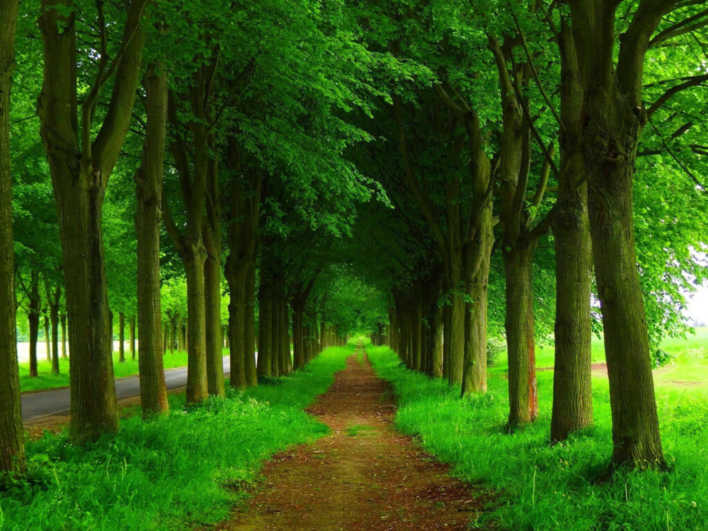 Serene Tree Canopy Wallpaper: Tranquil Nature for Relaxation
