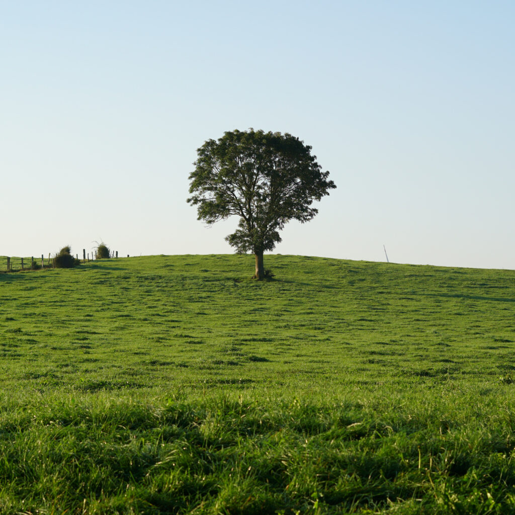Serene landscape with single tree on hill green grass vibrant field clear blue sky wallpaper