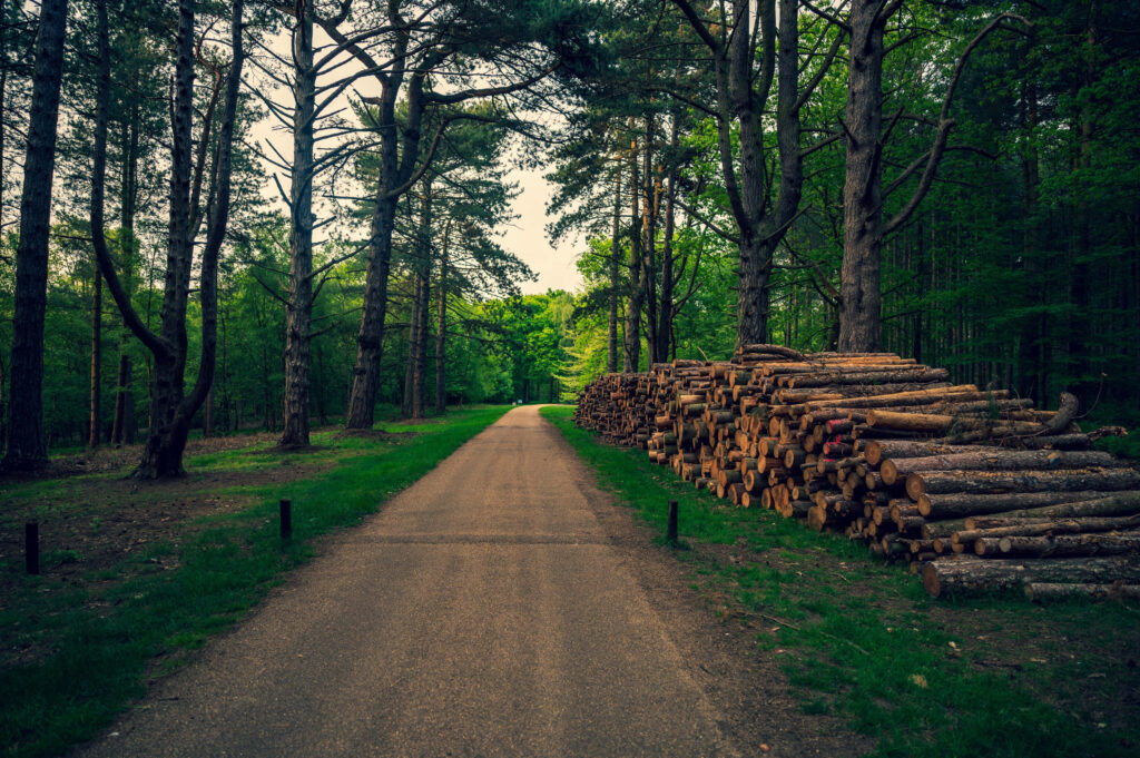 Tranquil Forest Path Wallpaper: Serene Nature Background with Logs
