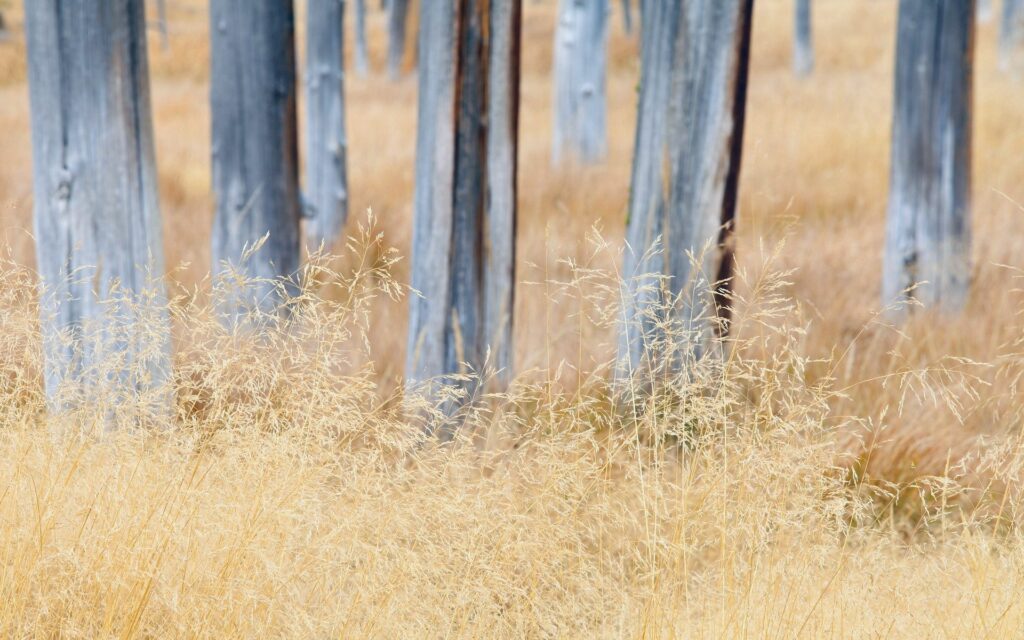 Serene natural wallpaper with tall dry grass and weathered tree trunks in golden earthy tones