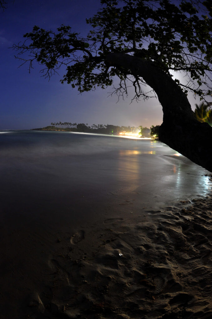 Tranquil Night Beach Wallpaper: Serene Tree Silhouette & Ocean Glimmers