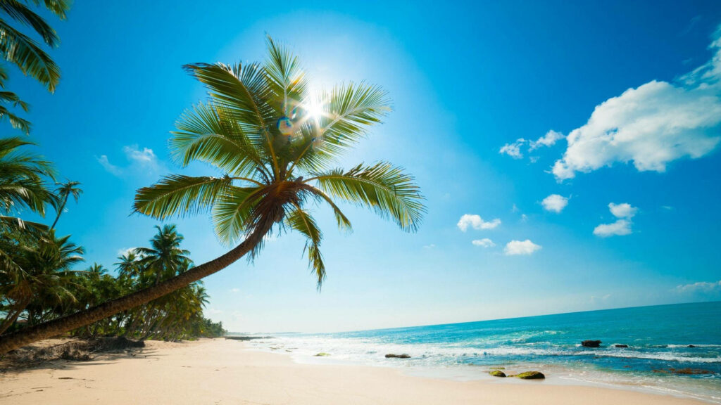 Serenity Under the Palm Tree: Captivating Coastal Oasis Wallpaper