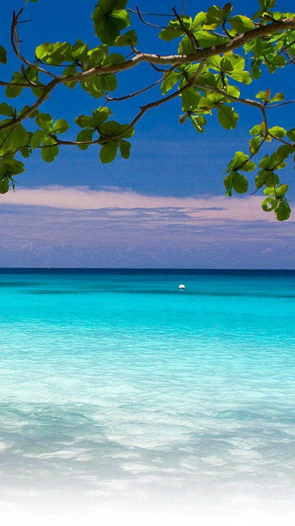 Serene Seaside Bliss: Tranquil Turquoise Waters Embraced by Nature's Outstretched Branch Wallpaper