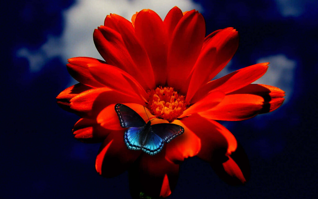 Vibrant Orange Flower & Butterfly on Blue Background - Tranquil Scene Wallpaper