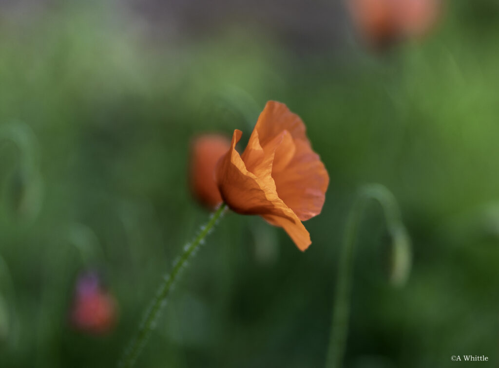 Tranquil Orange Poppy Wallpaper: Delicate Petals & Soft Green Background