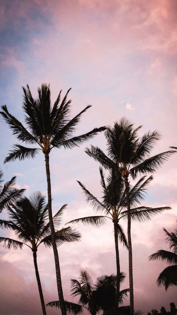 Tranquil Palm Tree Sunset Wallpaper - Vibrant Tropical Background